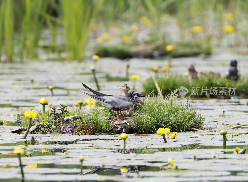 黑燕鸥(Chlidonias niger)筑巢行为